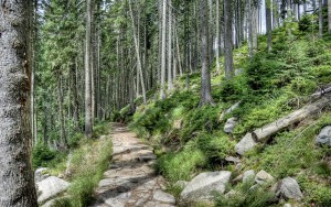 Nature___Forest_Stone_road_in_the_forest_051659_